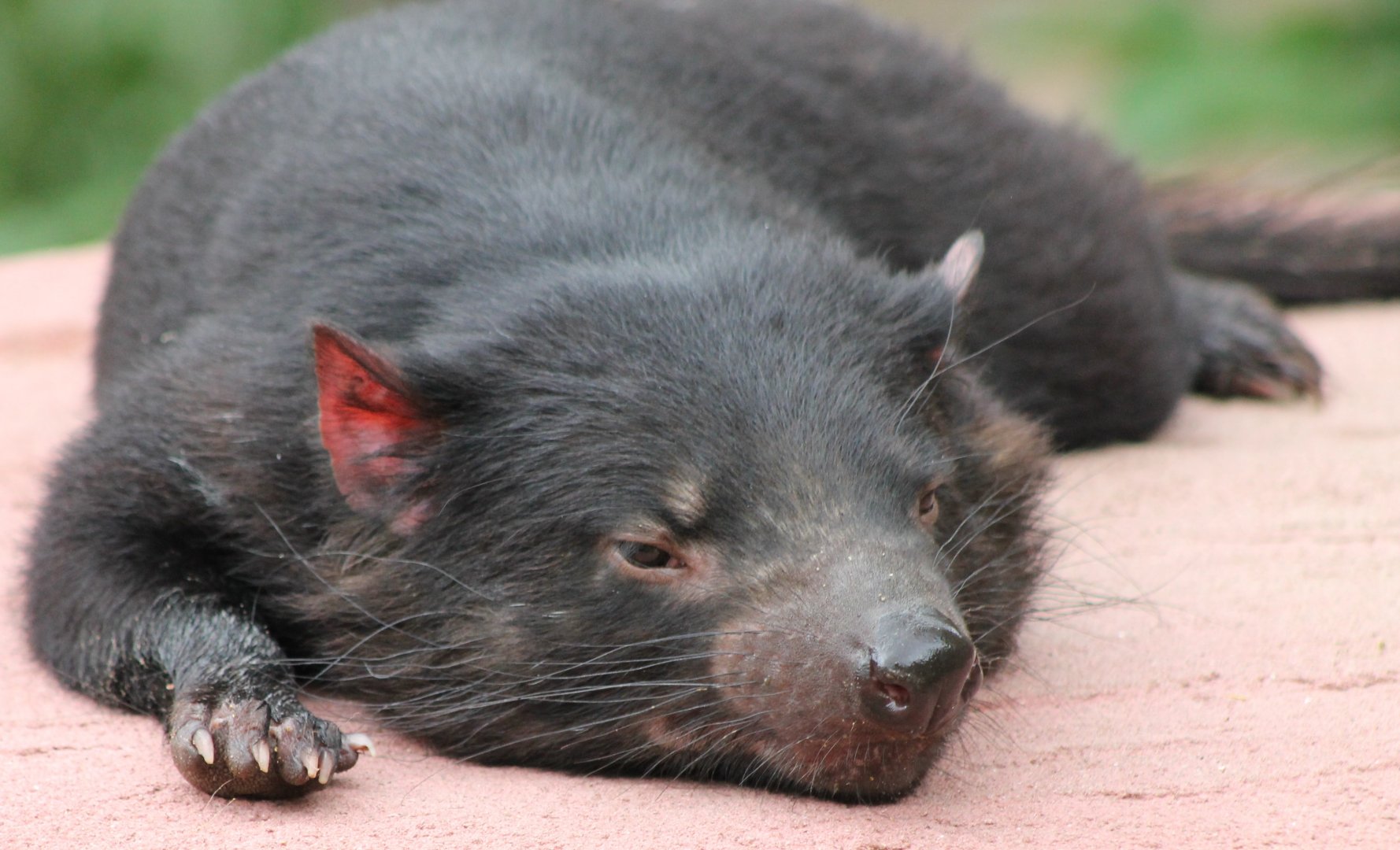Tasmanian devil