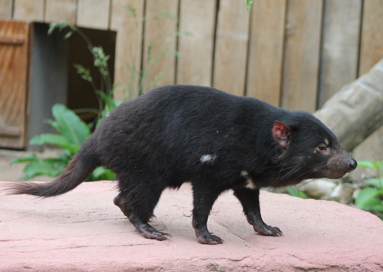 Tasmanian devil