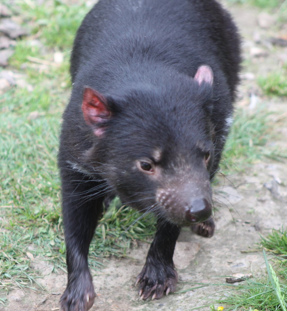 Tasmanian devil