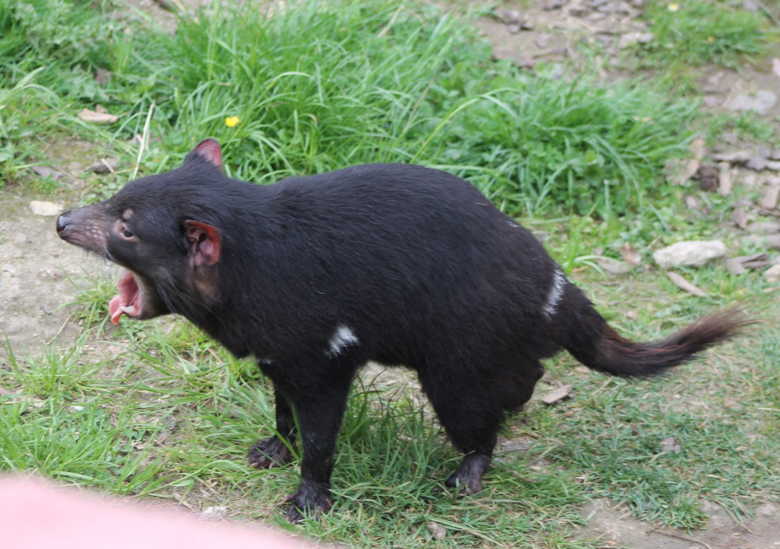 Tasmanian devil