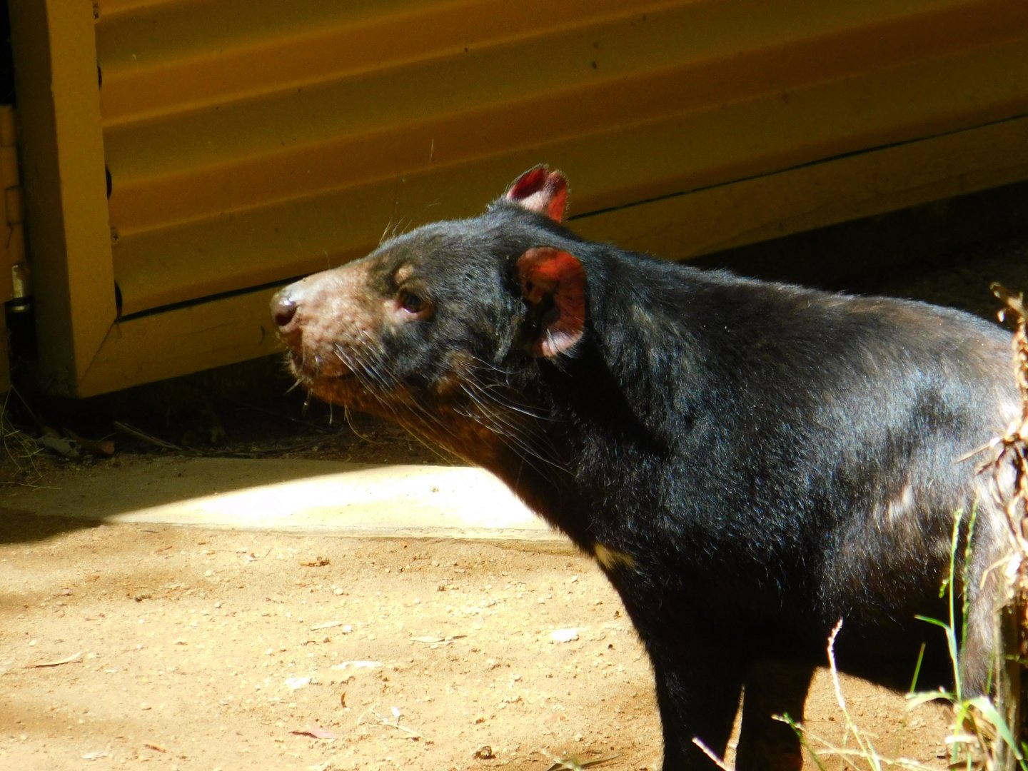 Tasmanian Devil