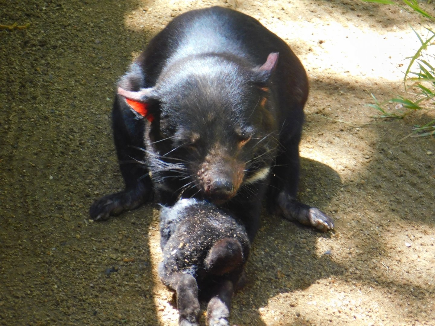 Tasmanian Devil