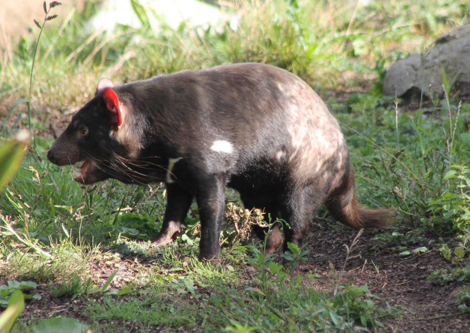 Tasmanian devil