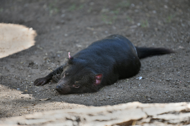 tasmanian devil