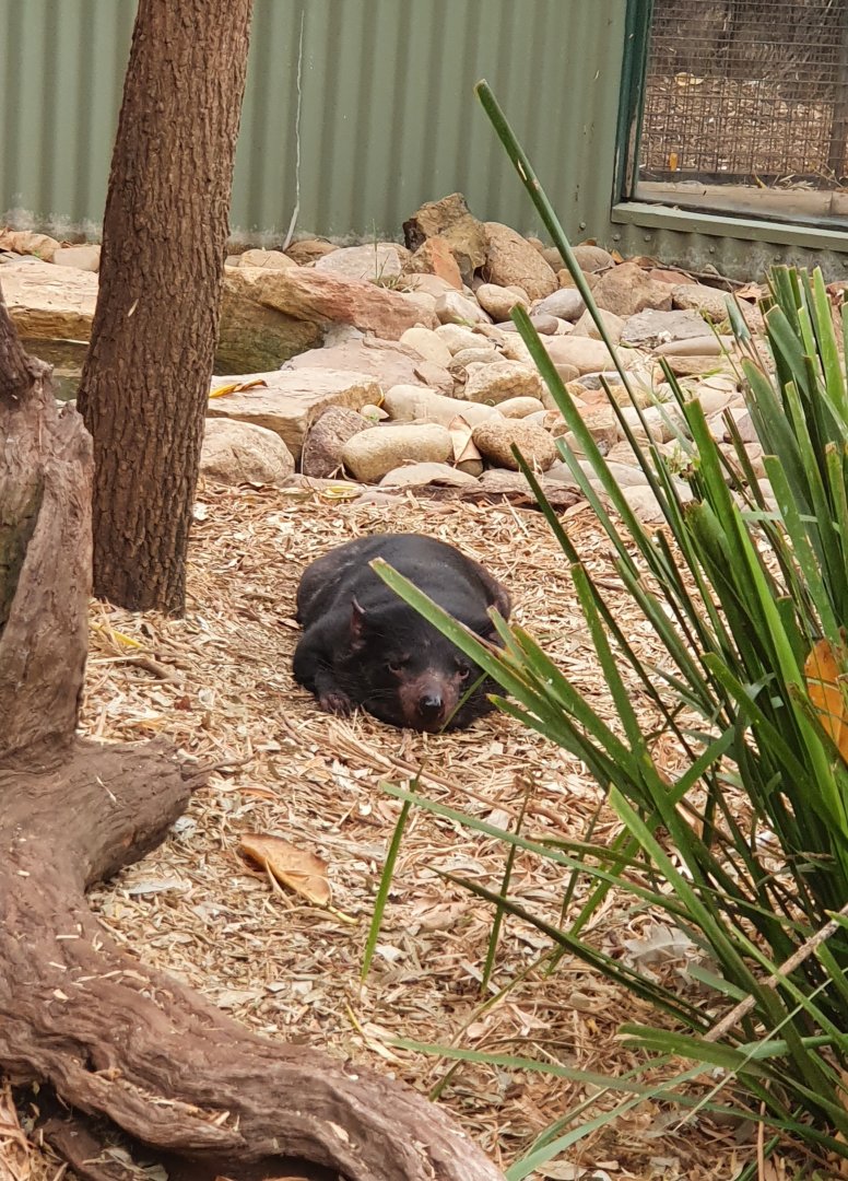 Tasmanian Devil
