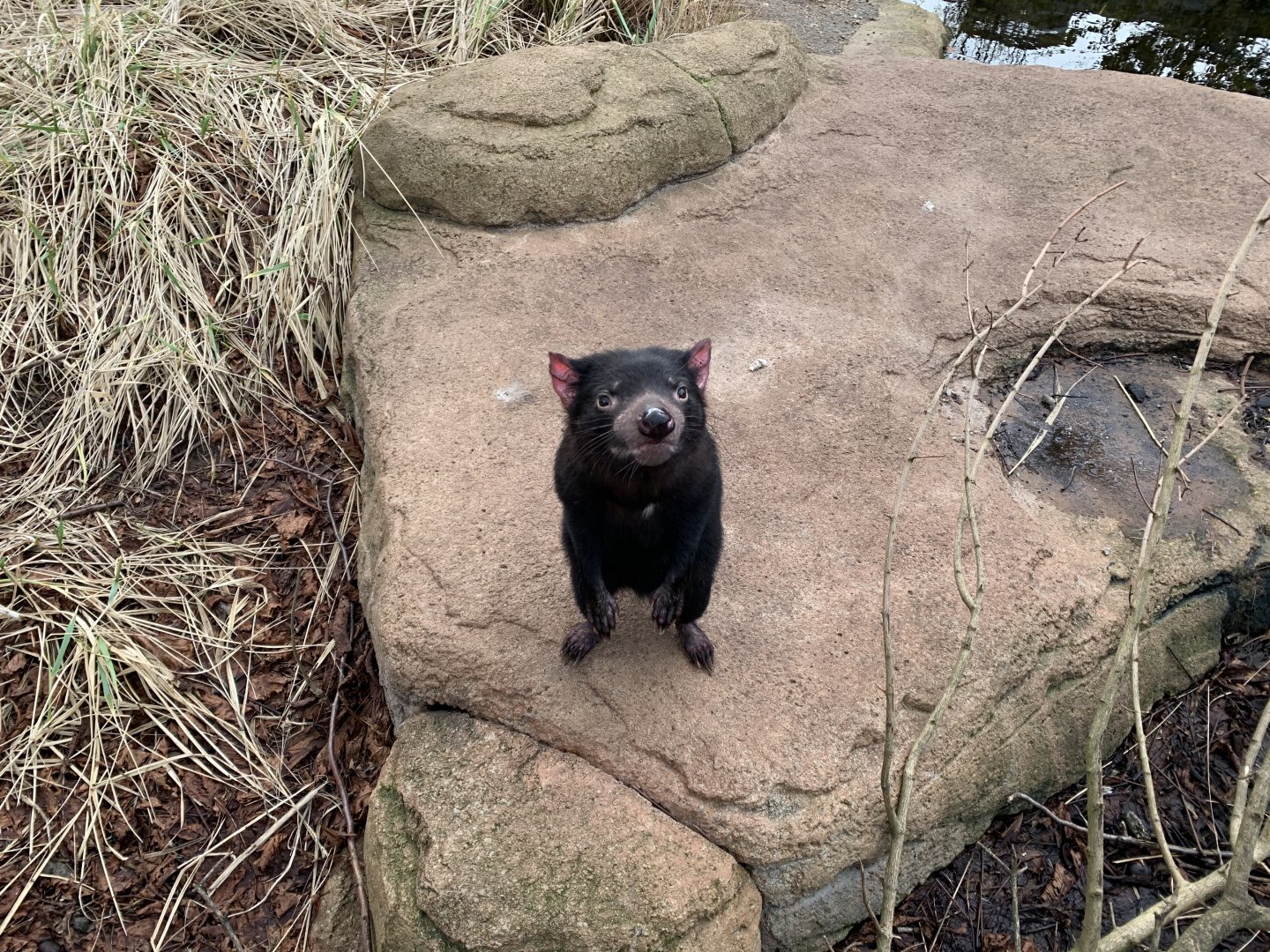 Tasmanian Devil
