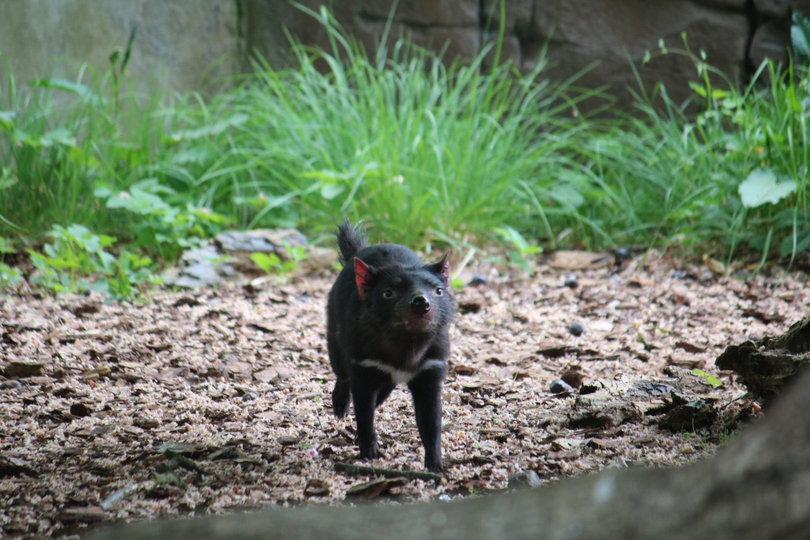 Tasmanian devil