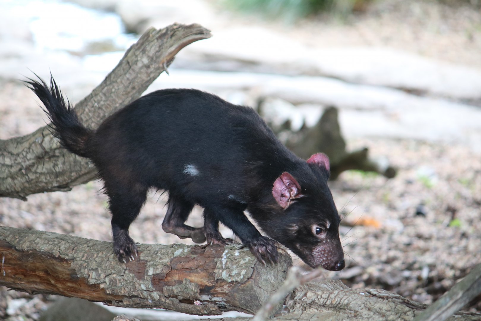 Tasmanian devil