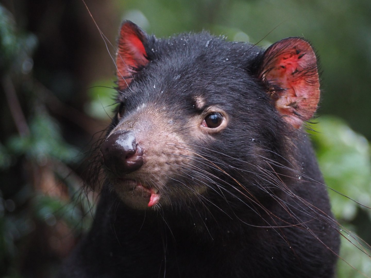 Tasmanian Devil