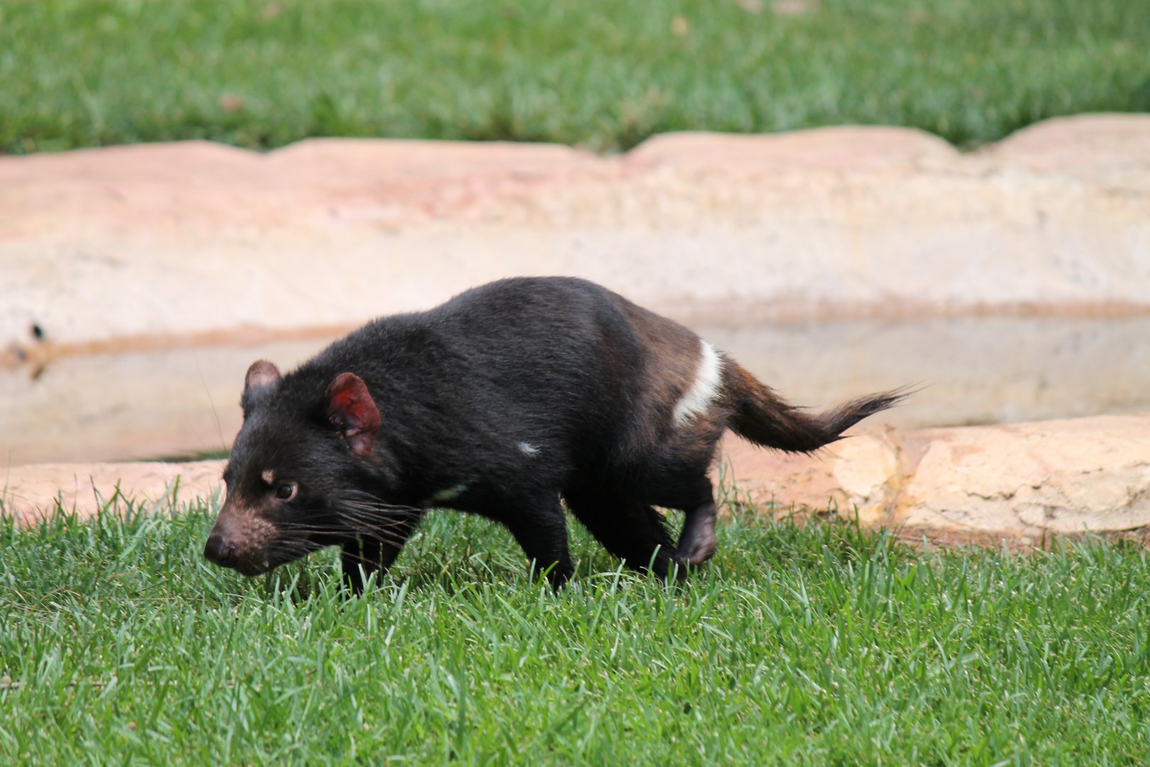 Tasmanian Devil