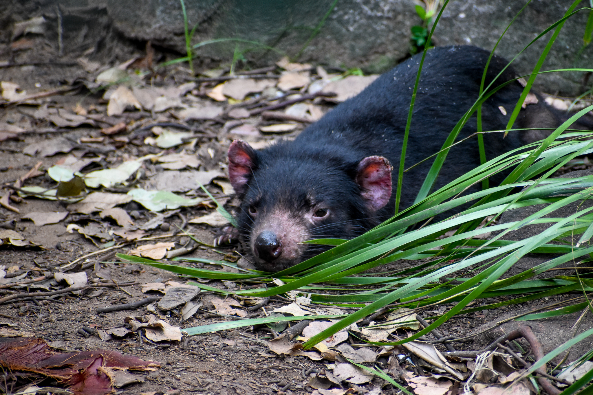Tasmanian Devil