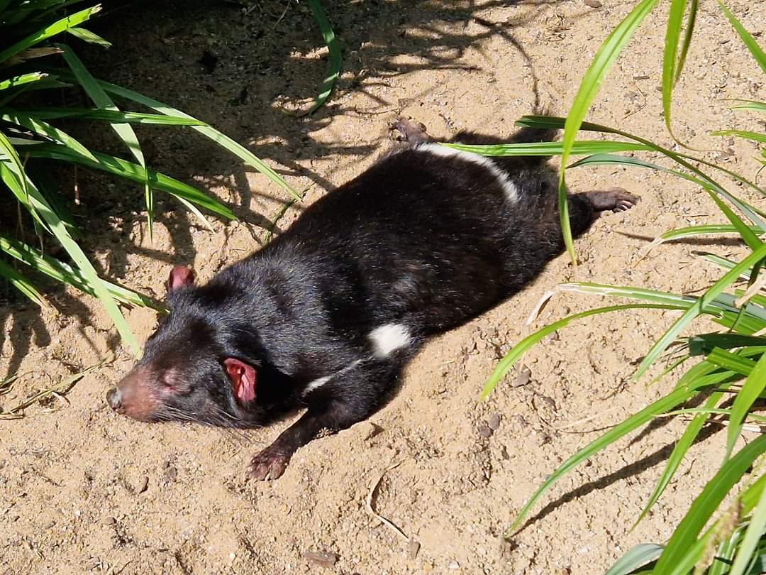 Tasmanian Devil