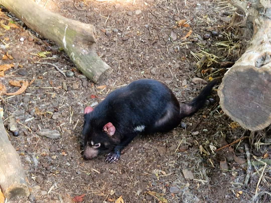 Tasmanian Devil
