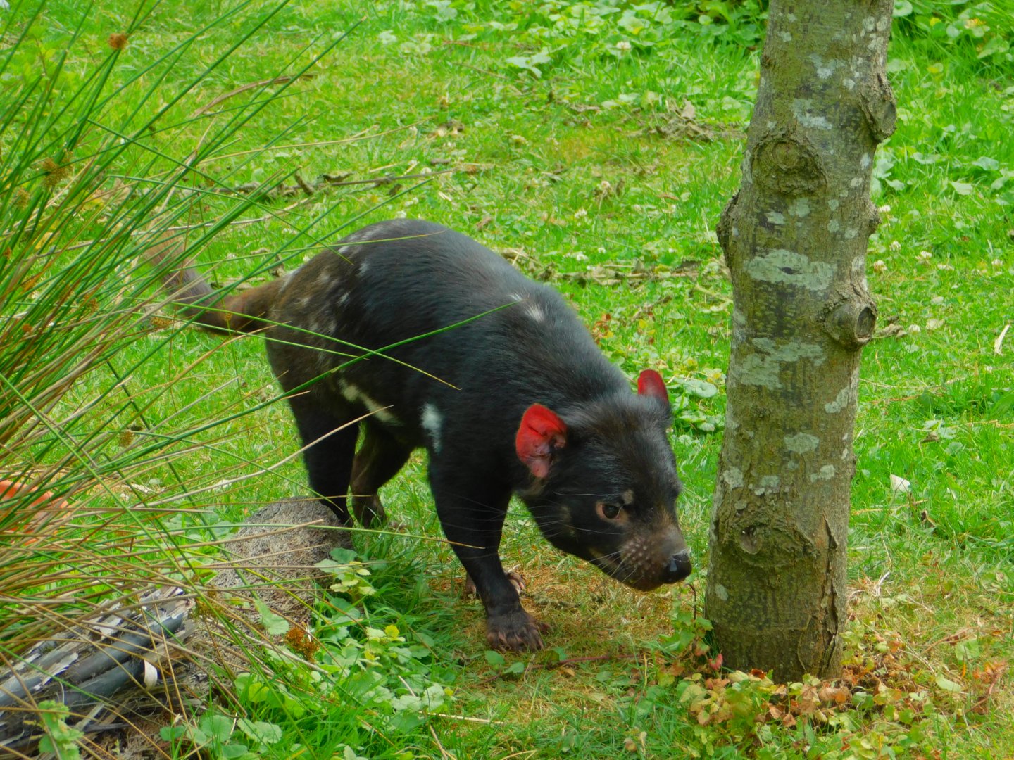 Tasmanian devil