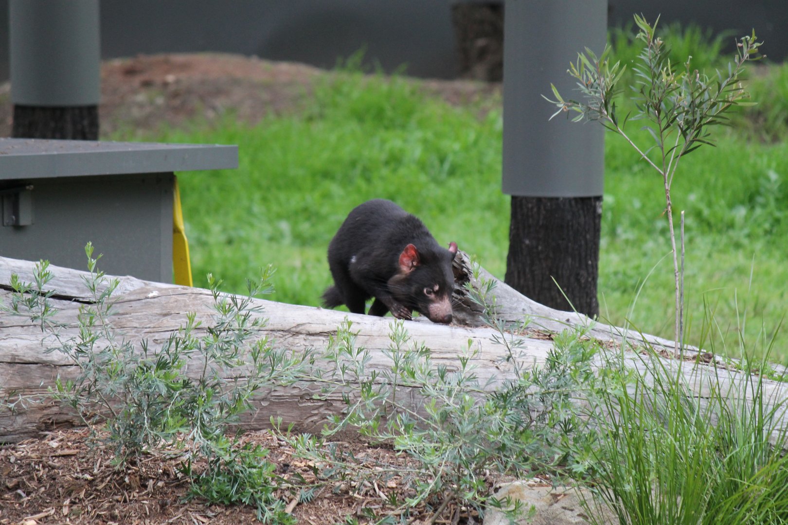 Tasmanian Devil