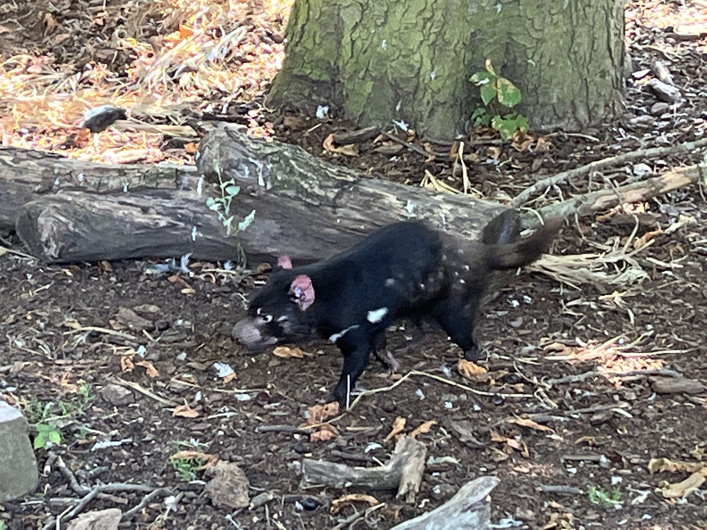 Tasmanian Devil