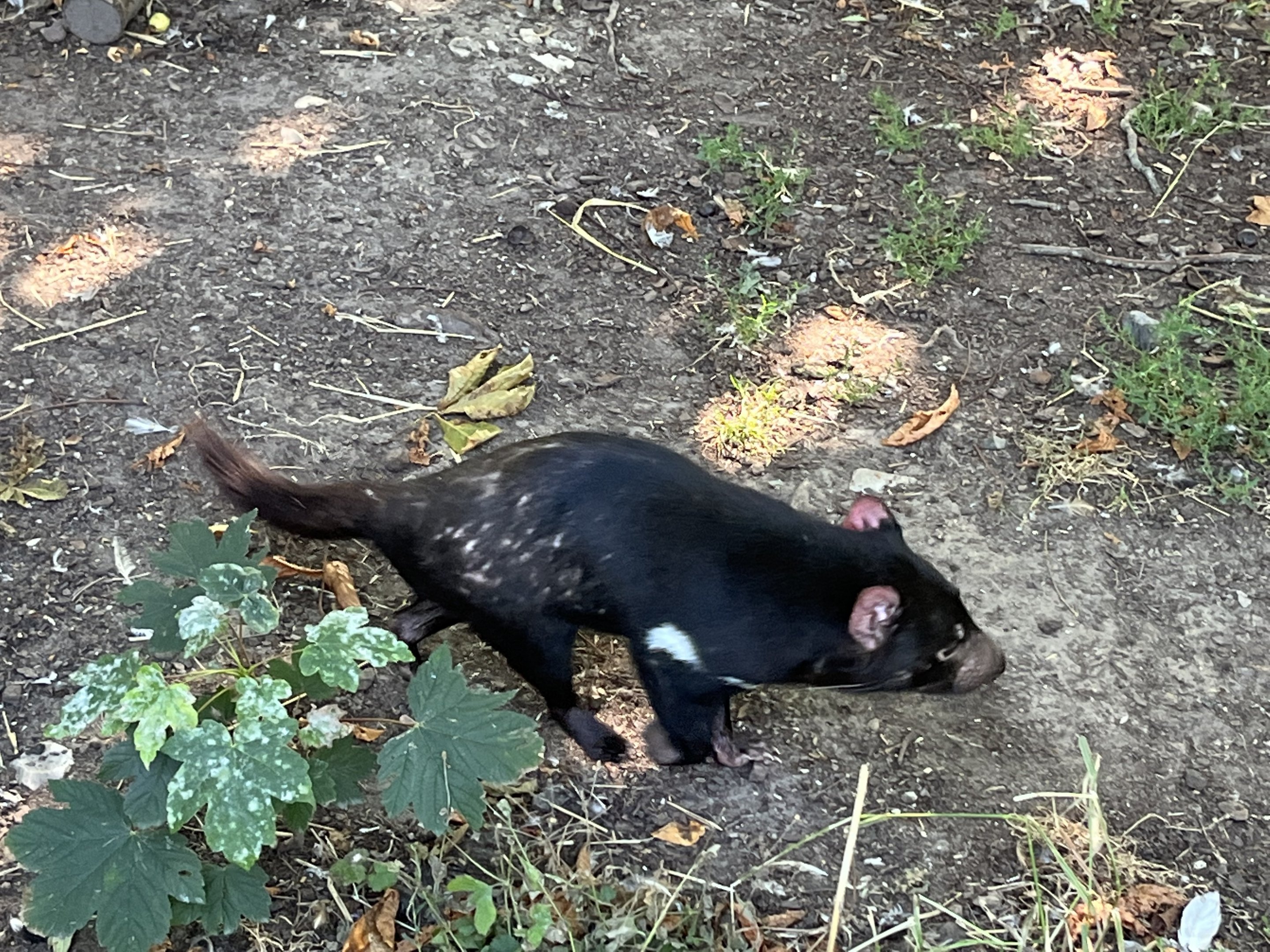 Tasmanian Devil