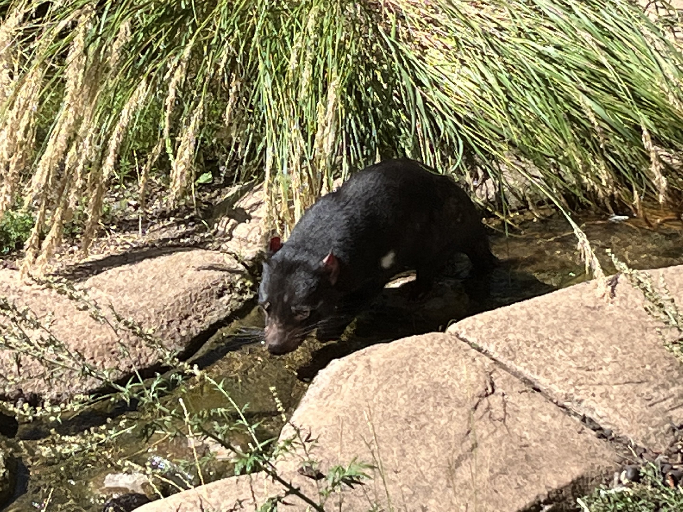 Tasmanian Devil