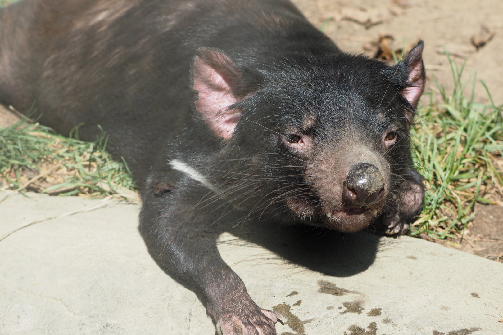 Tasmanian devil