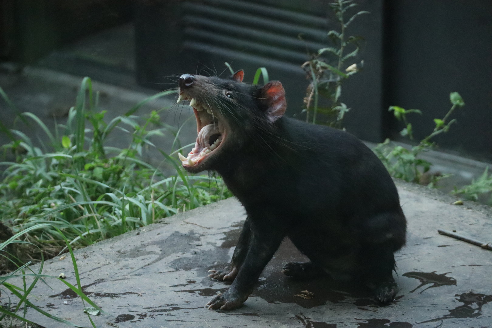 Tasmanian Devil