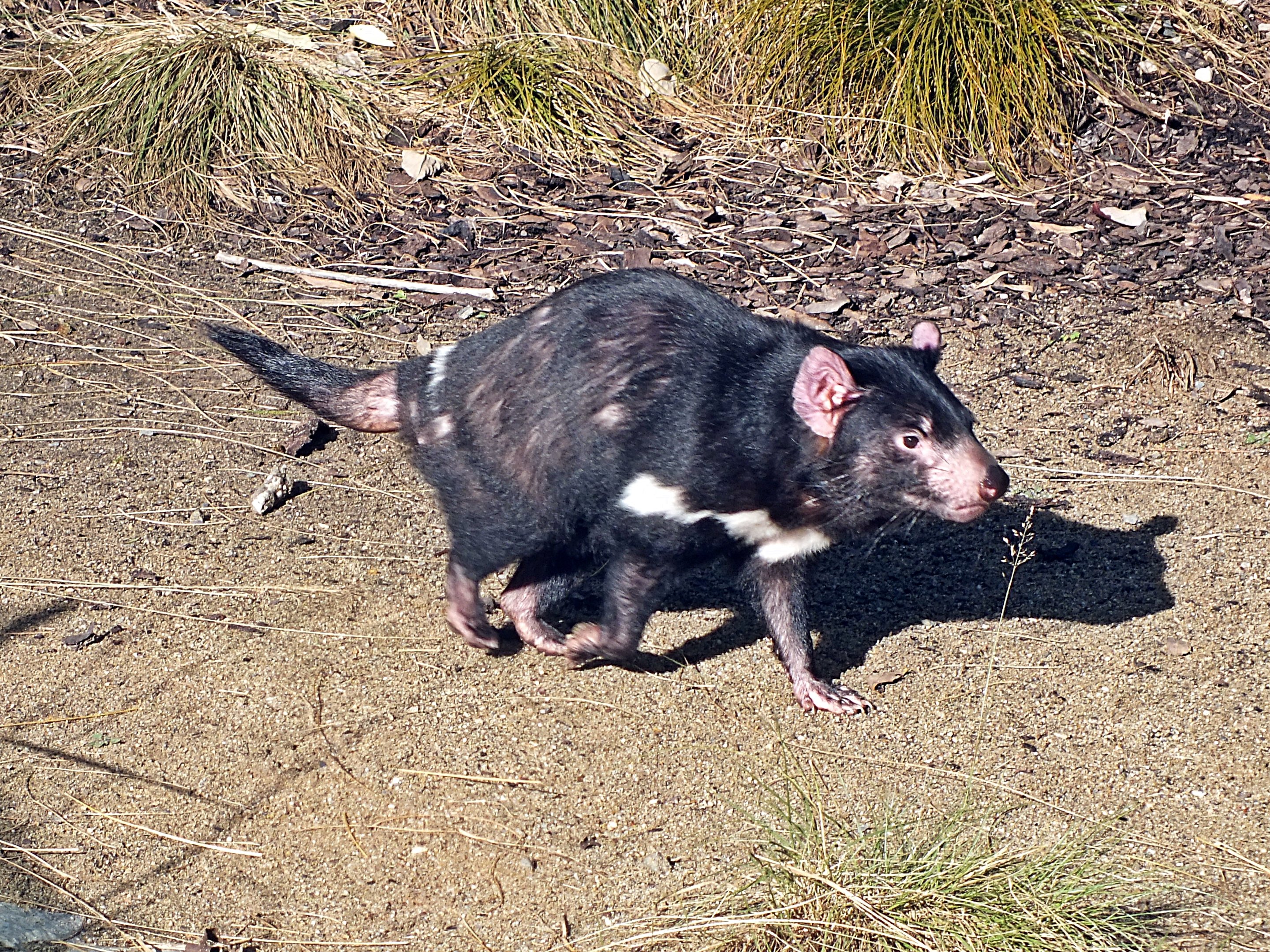 Tasmanian devil