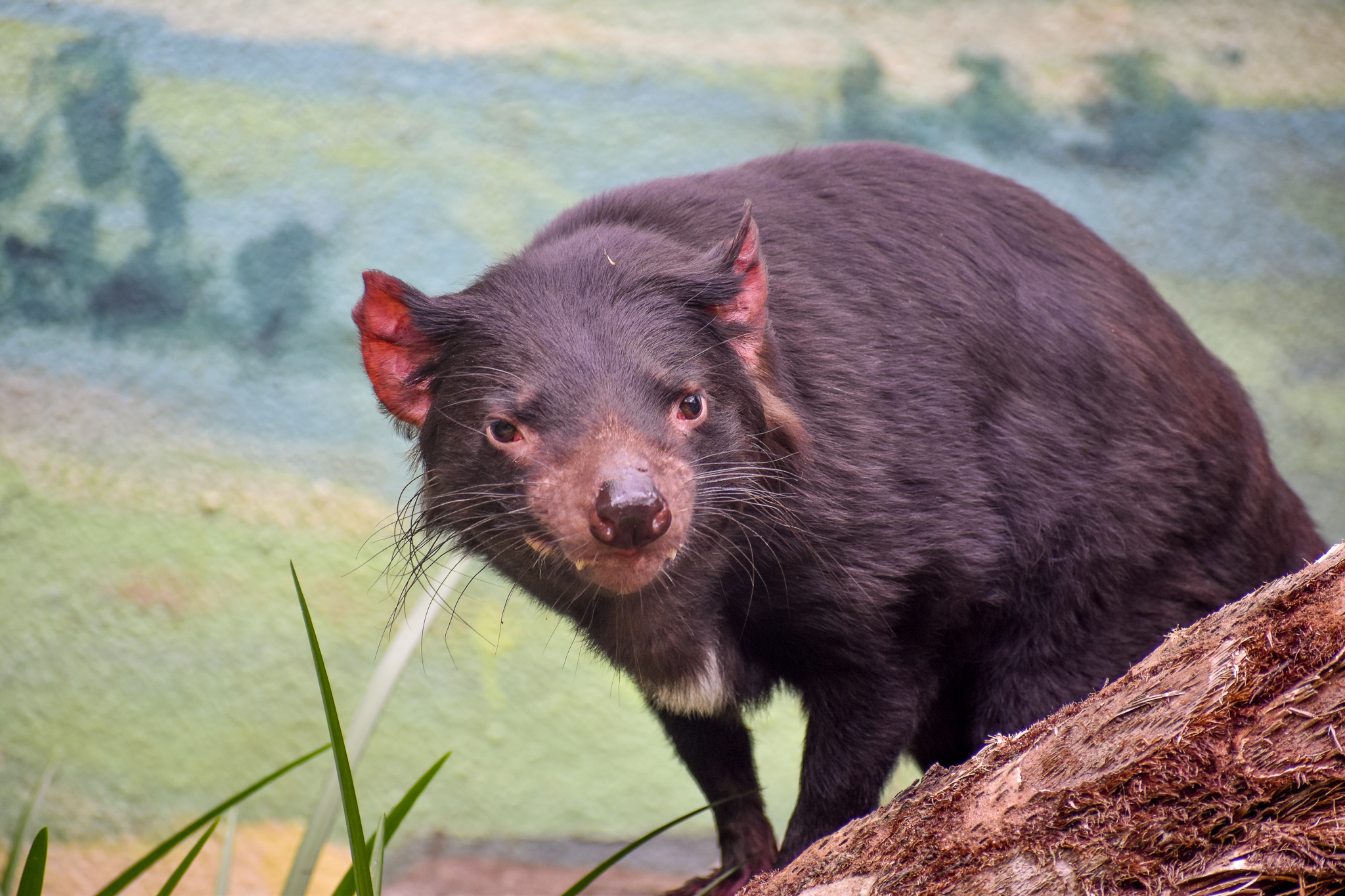 Tasmanian Devil
