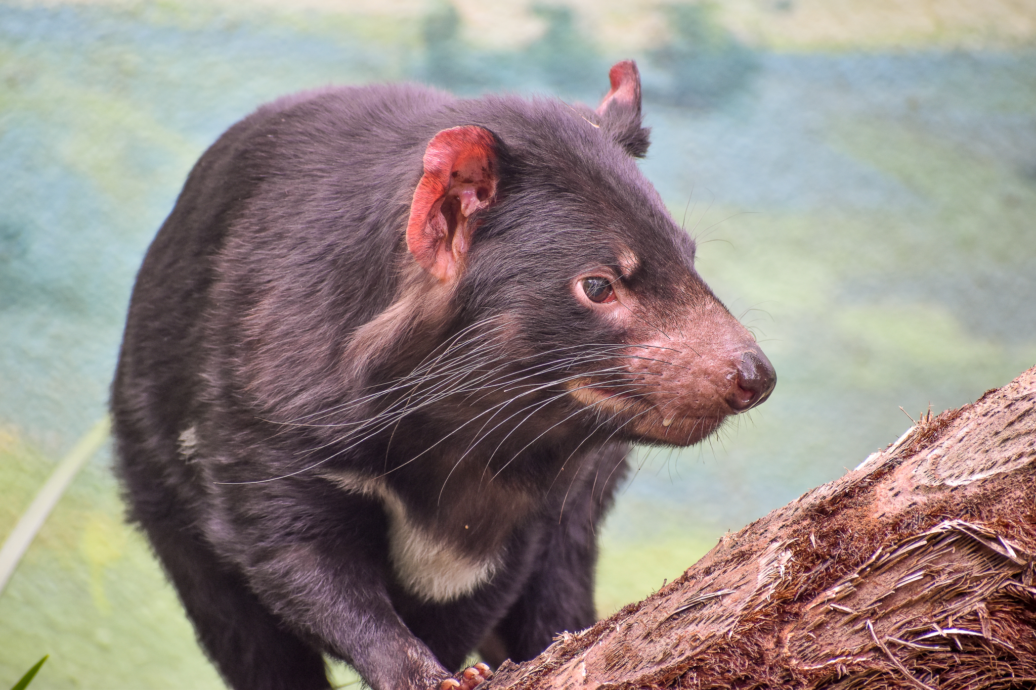 Tasmanian Devil