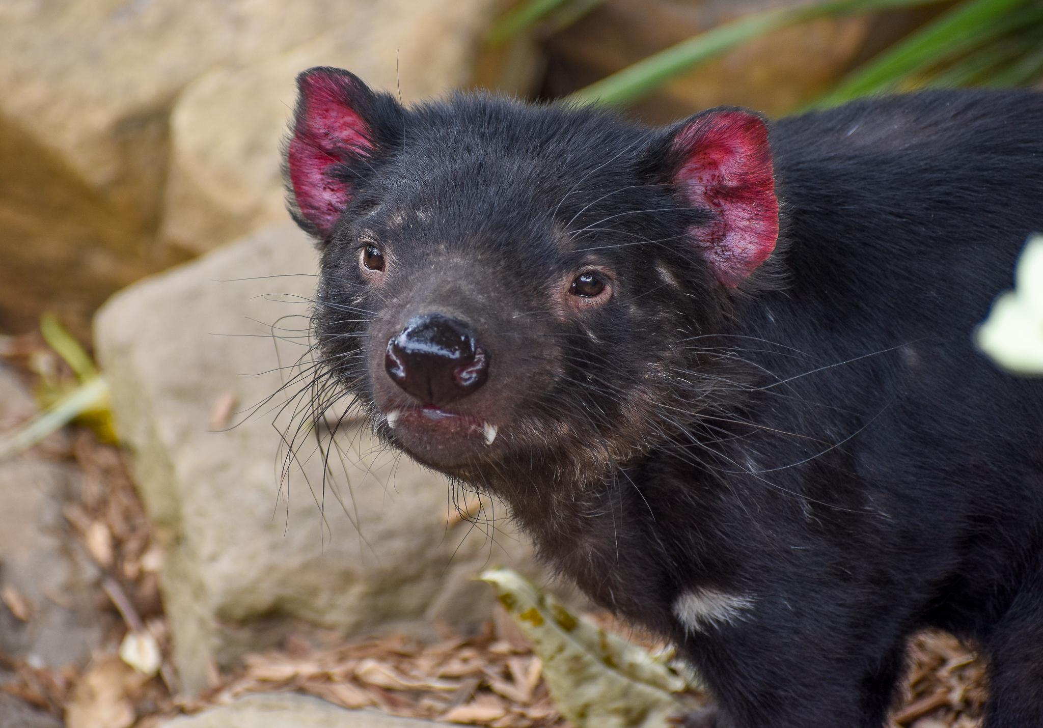 Tasmanian Devil