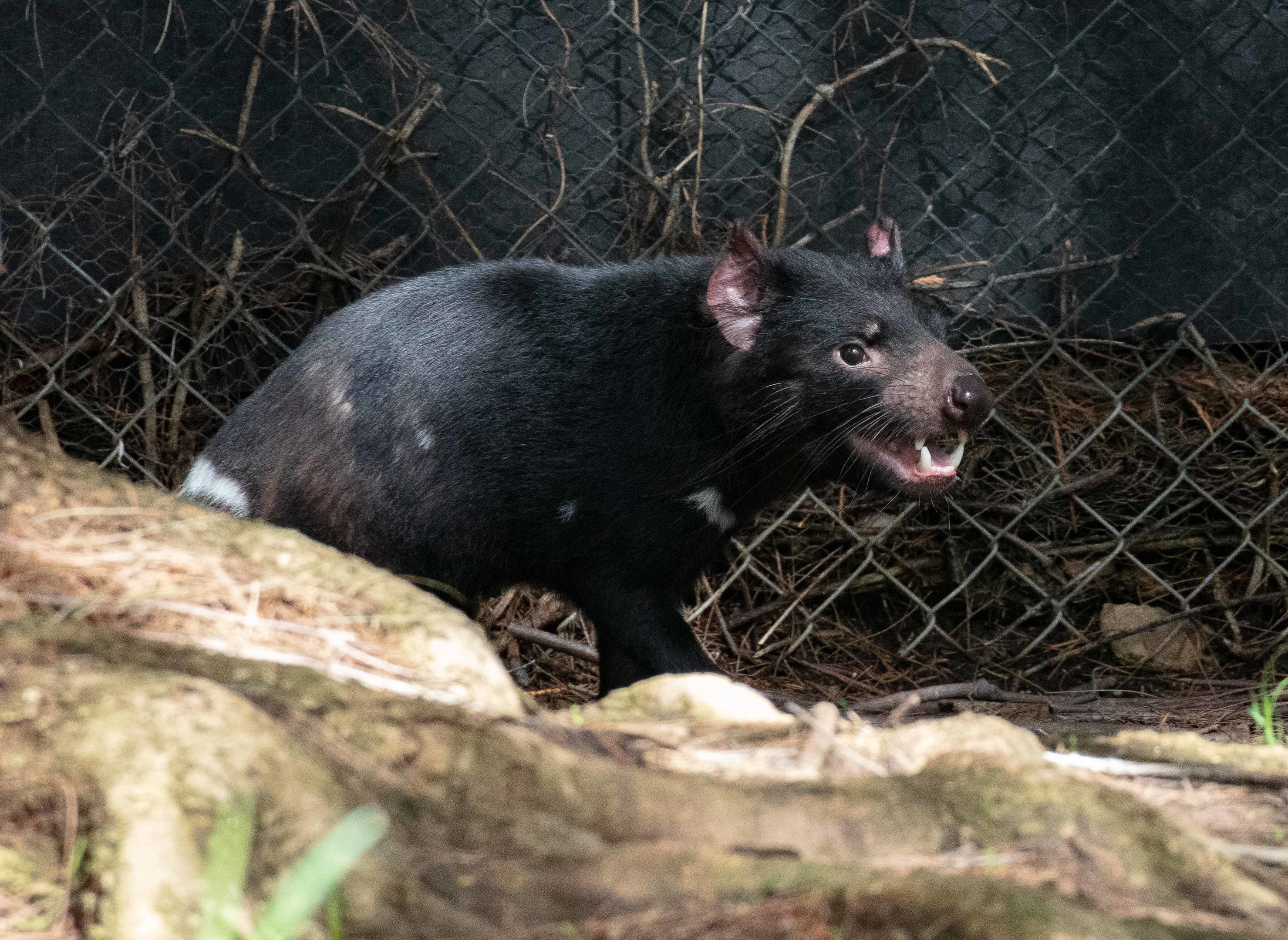 Tasmanian Devil