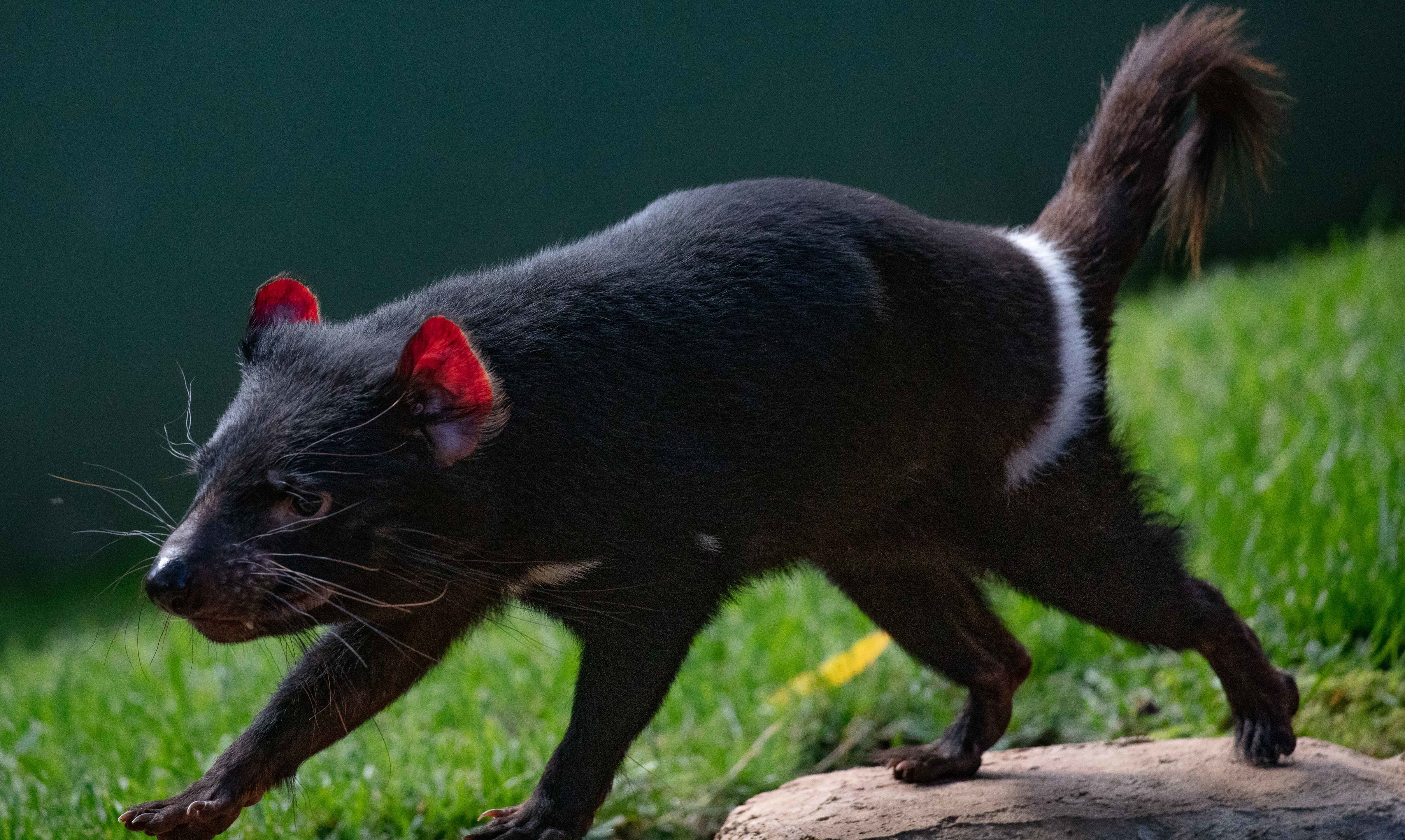 Tasmanian Devil
