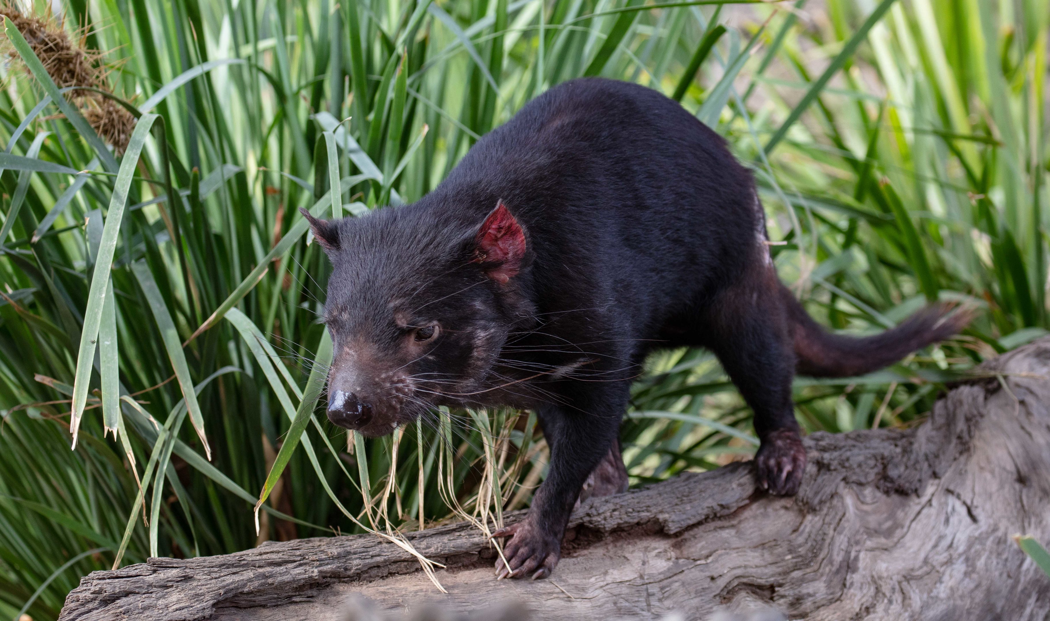 Tasmanian Devil