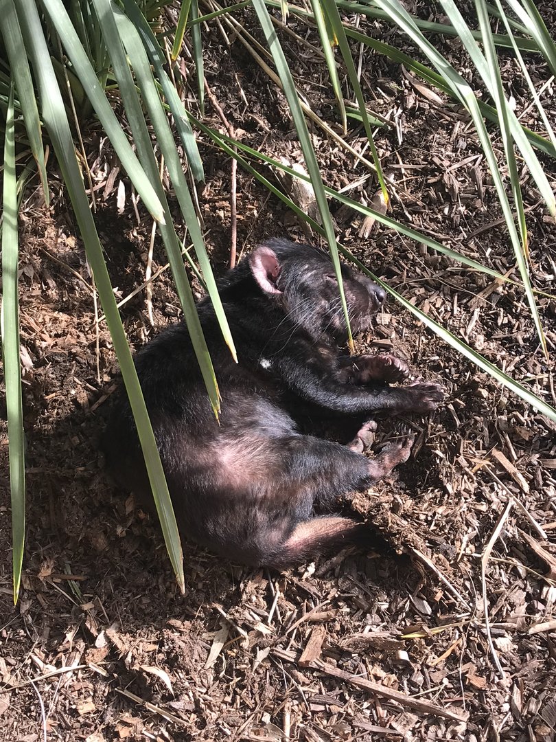 Tasmanian Devil