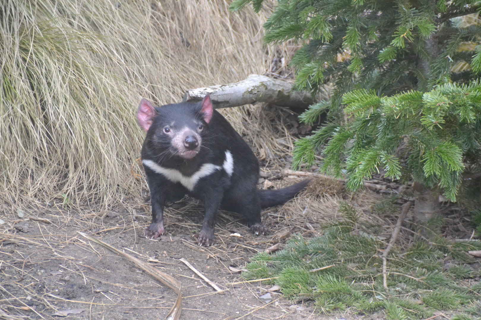 Tasmanian devil
