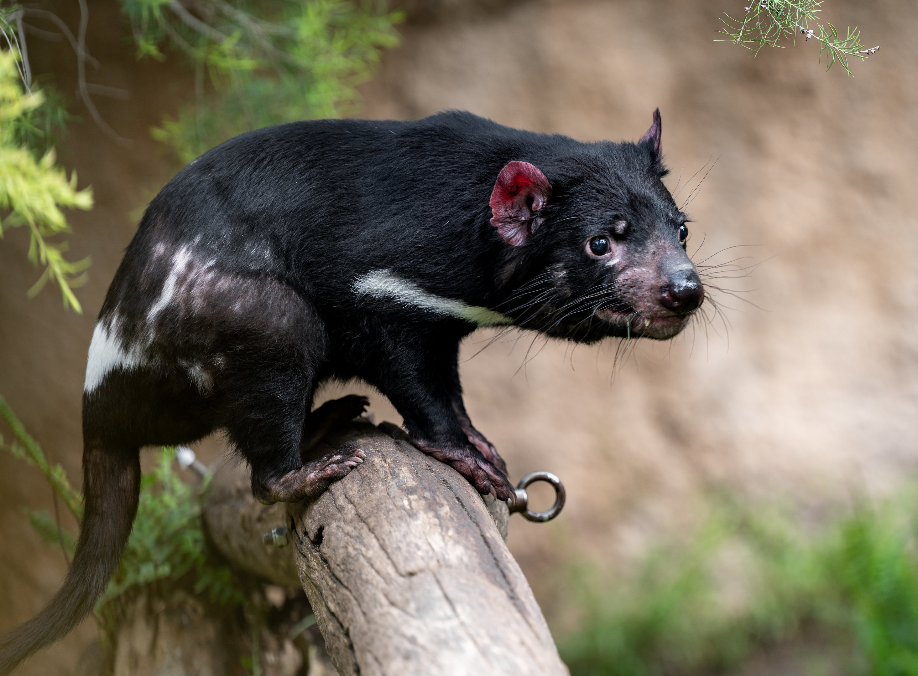 Tasmanian Devil