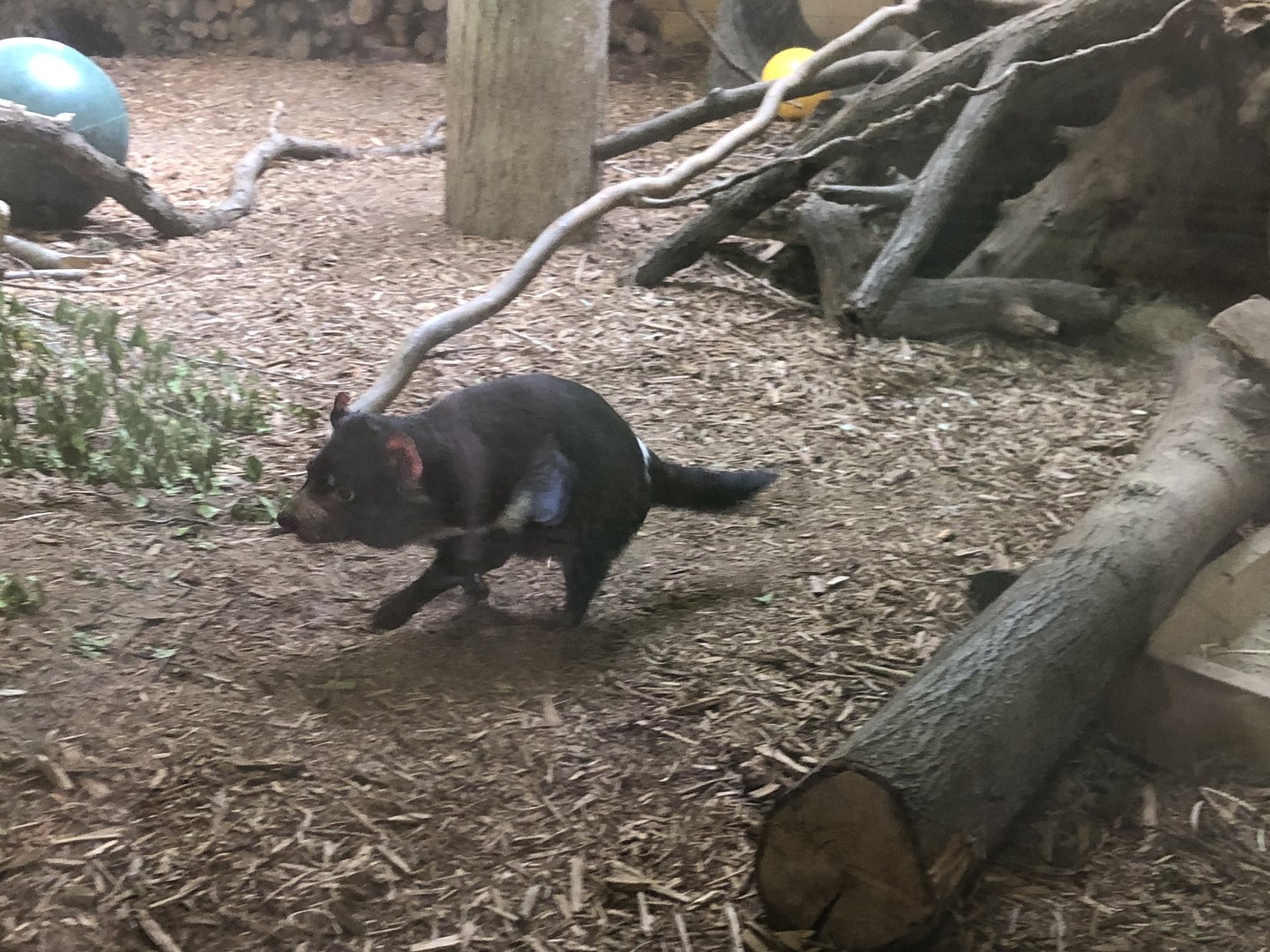 Tasmanian Devil