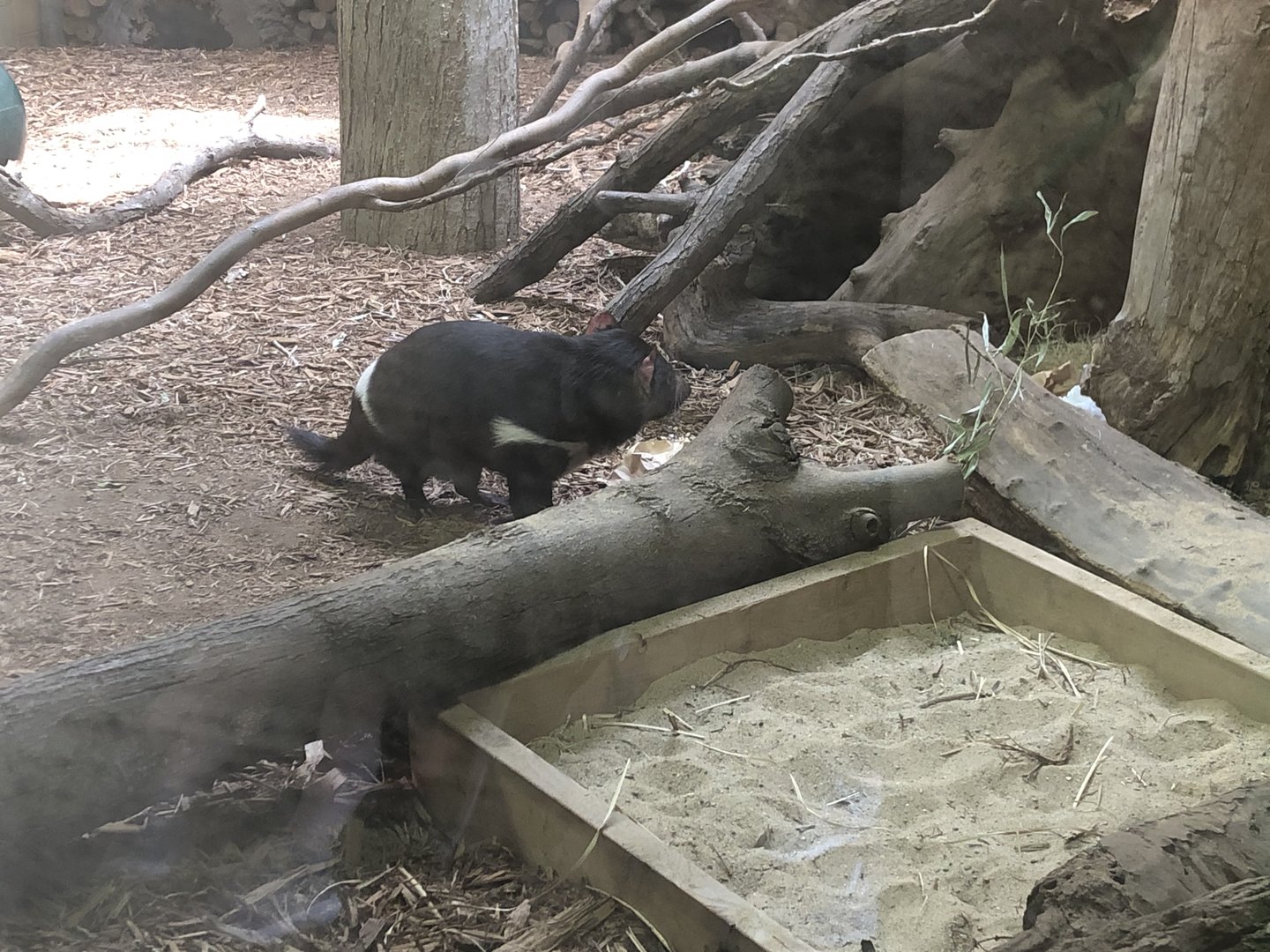 Tasmanian Devil