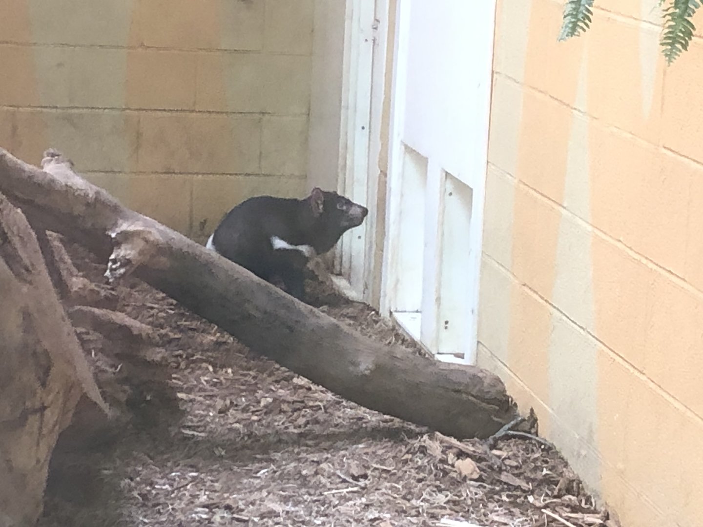 Tasmanian Devil