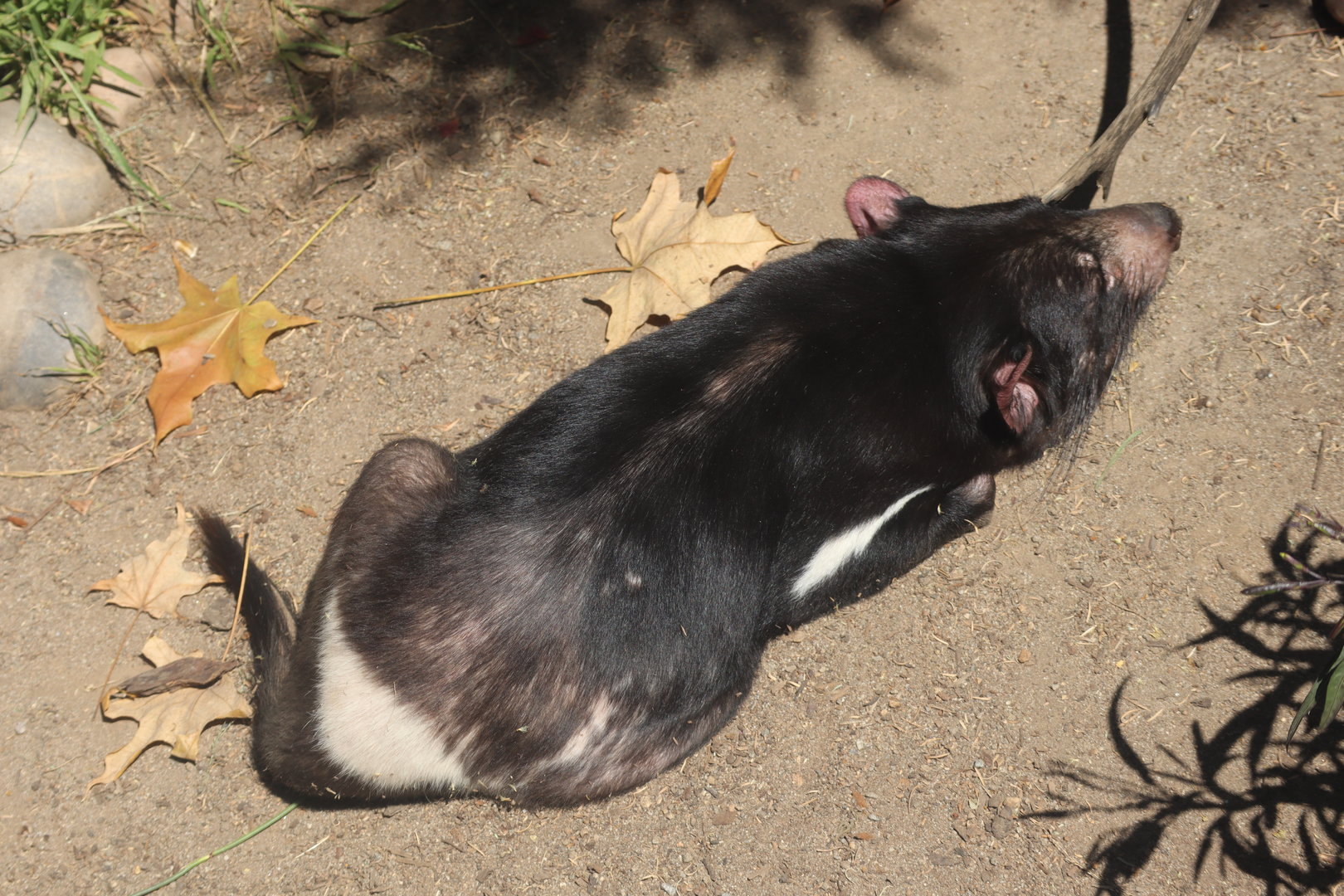 Tasmanian Devil