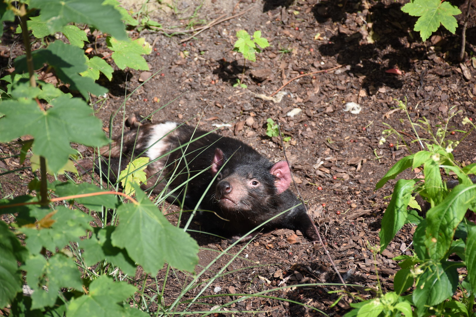 Tasmanian devil
