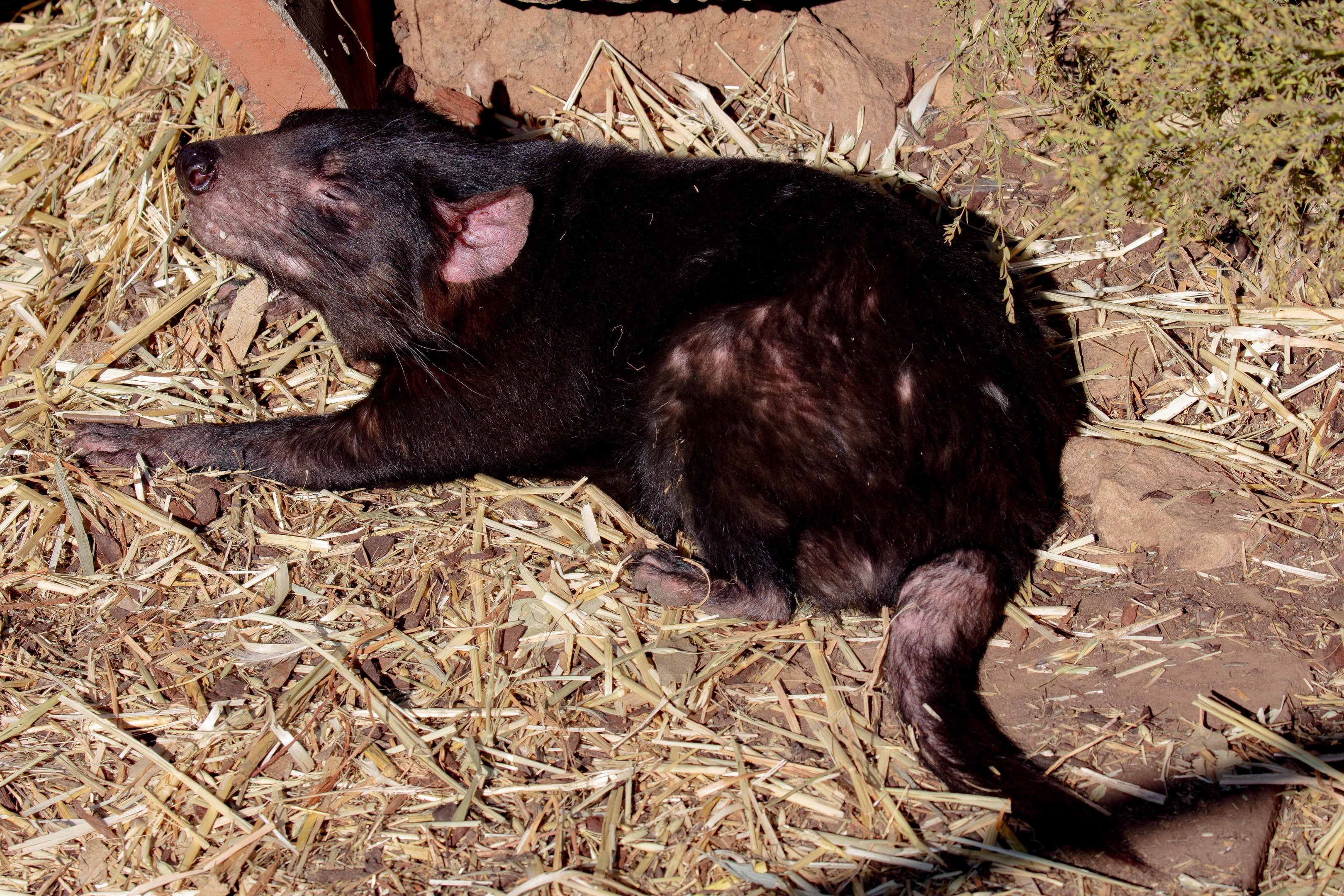 Tasmanian Devil