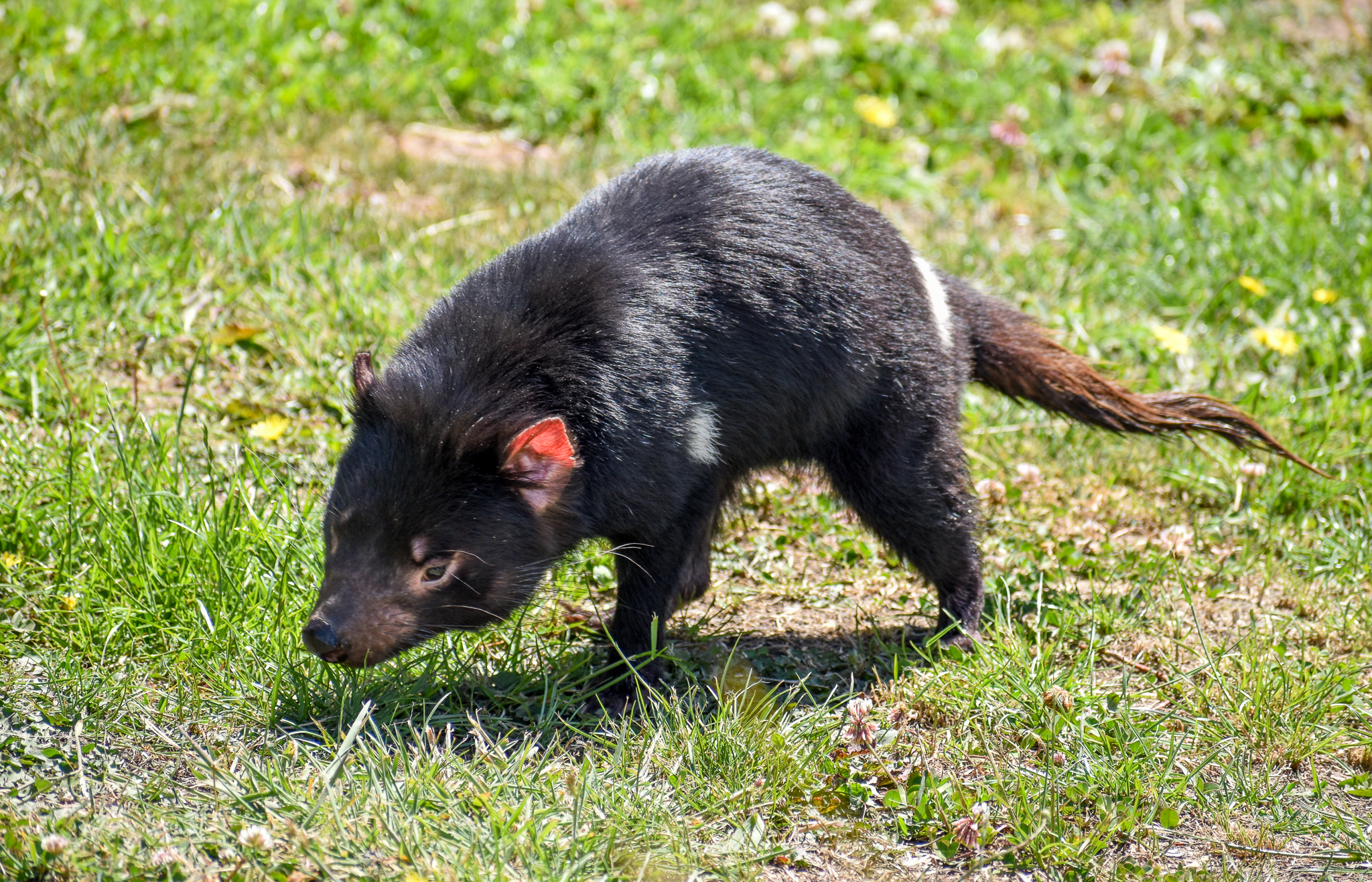 Tasmanian Devil