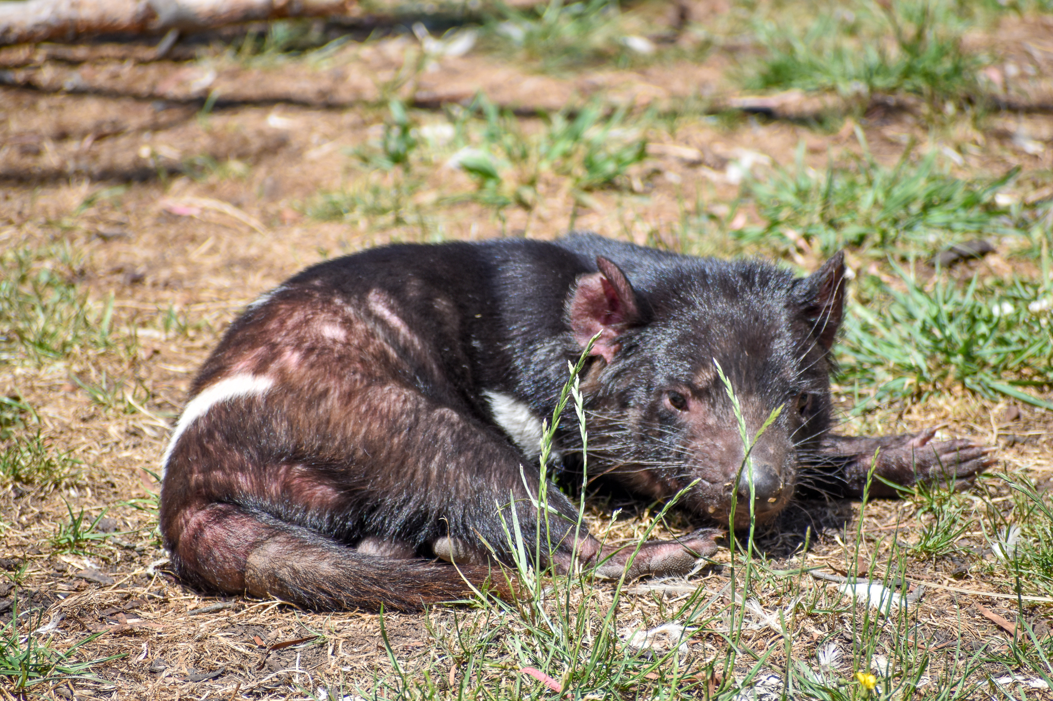 Tasmanian Devil