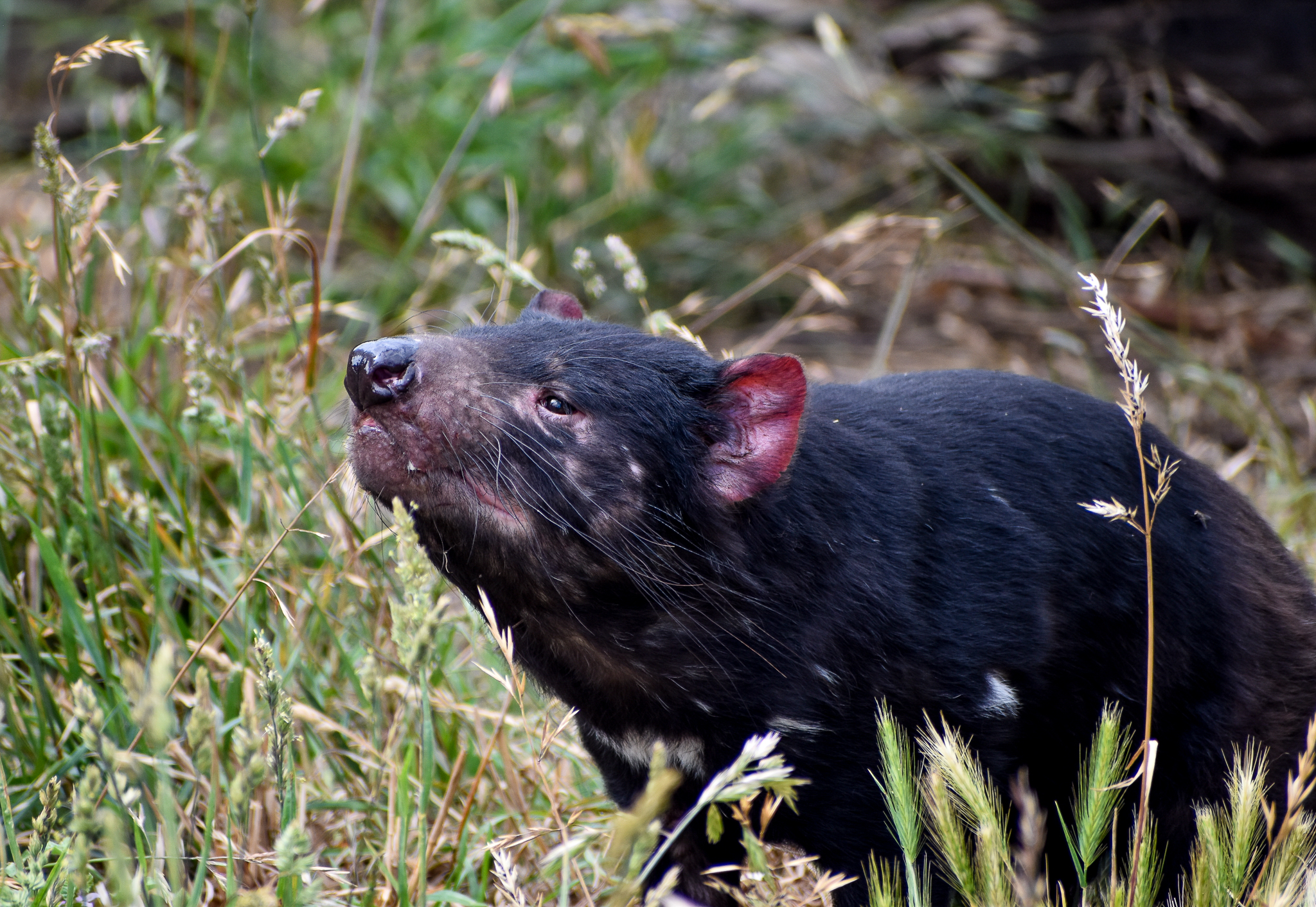 Tasmanian Devil