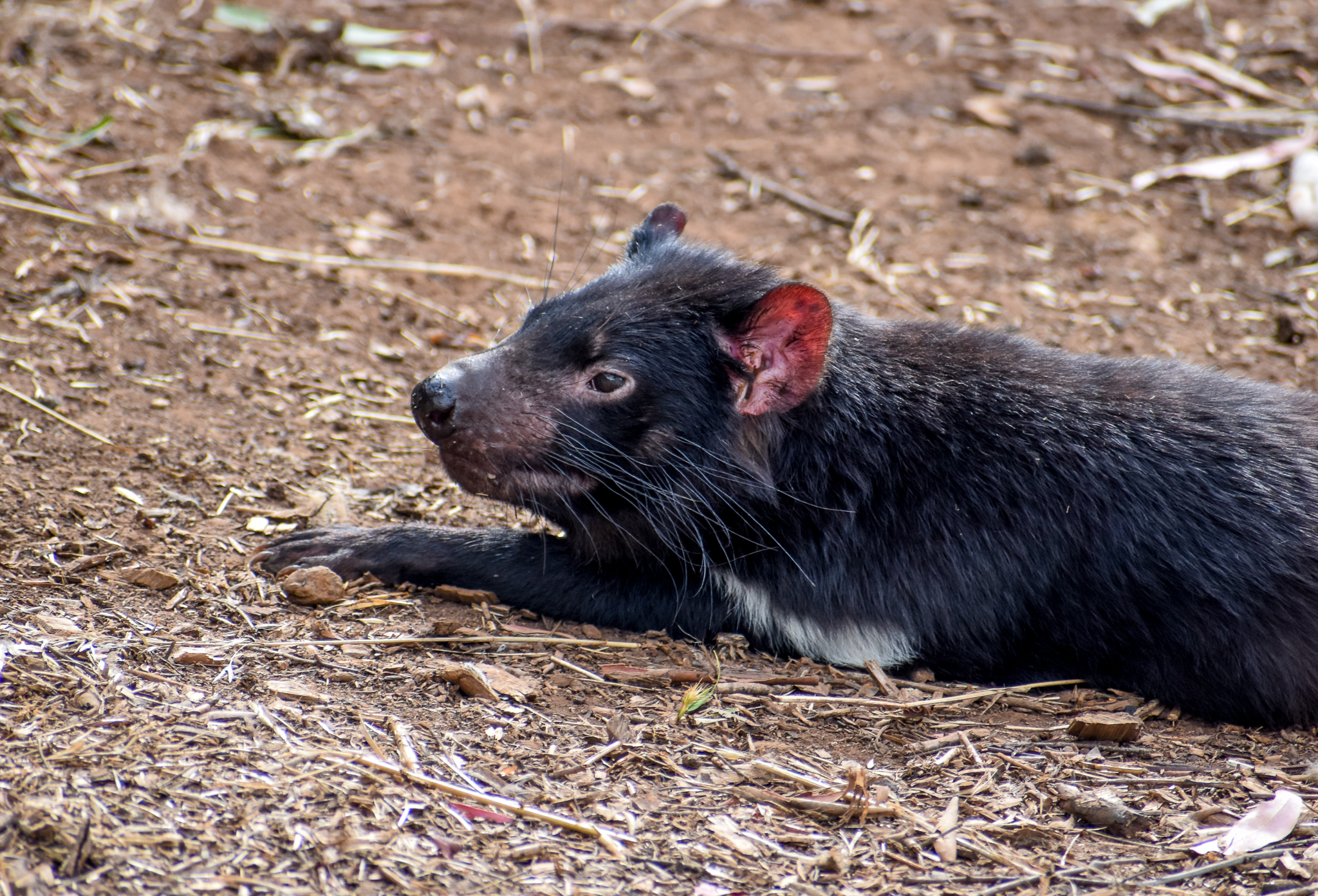 Tasmanian Devil