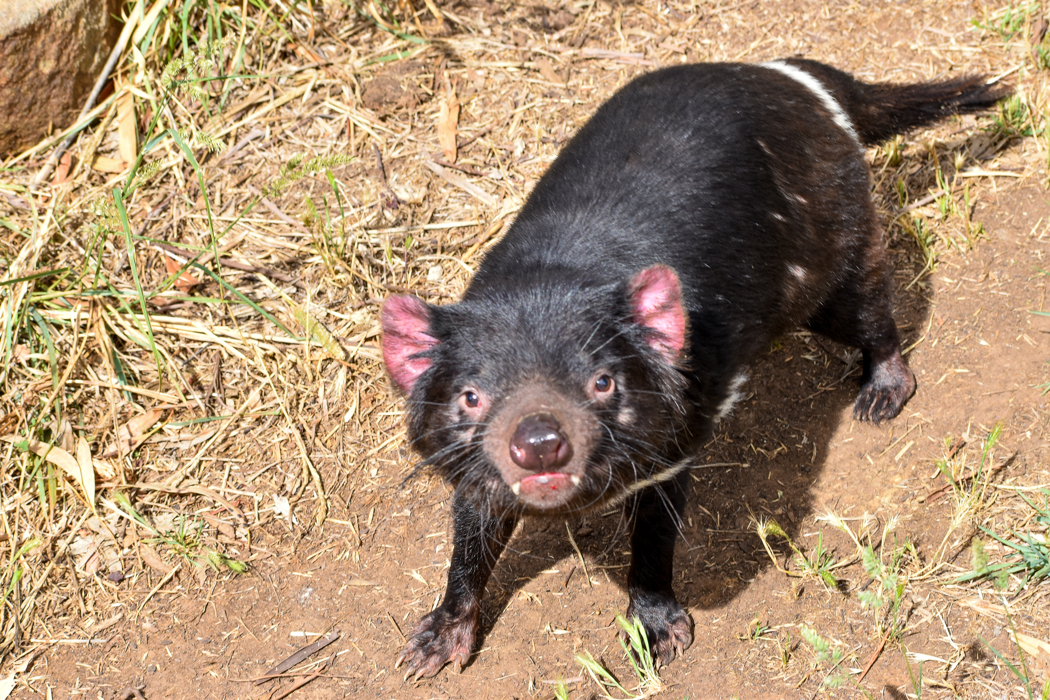 Tasmanian Devil