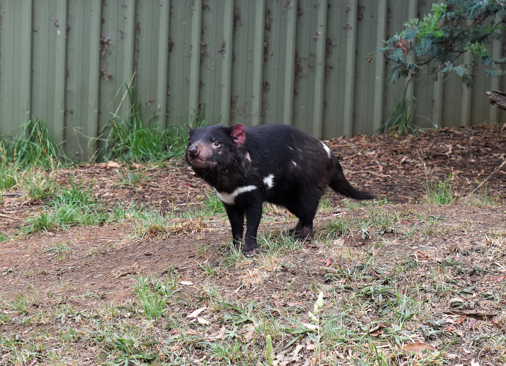 Tasmanian Devil