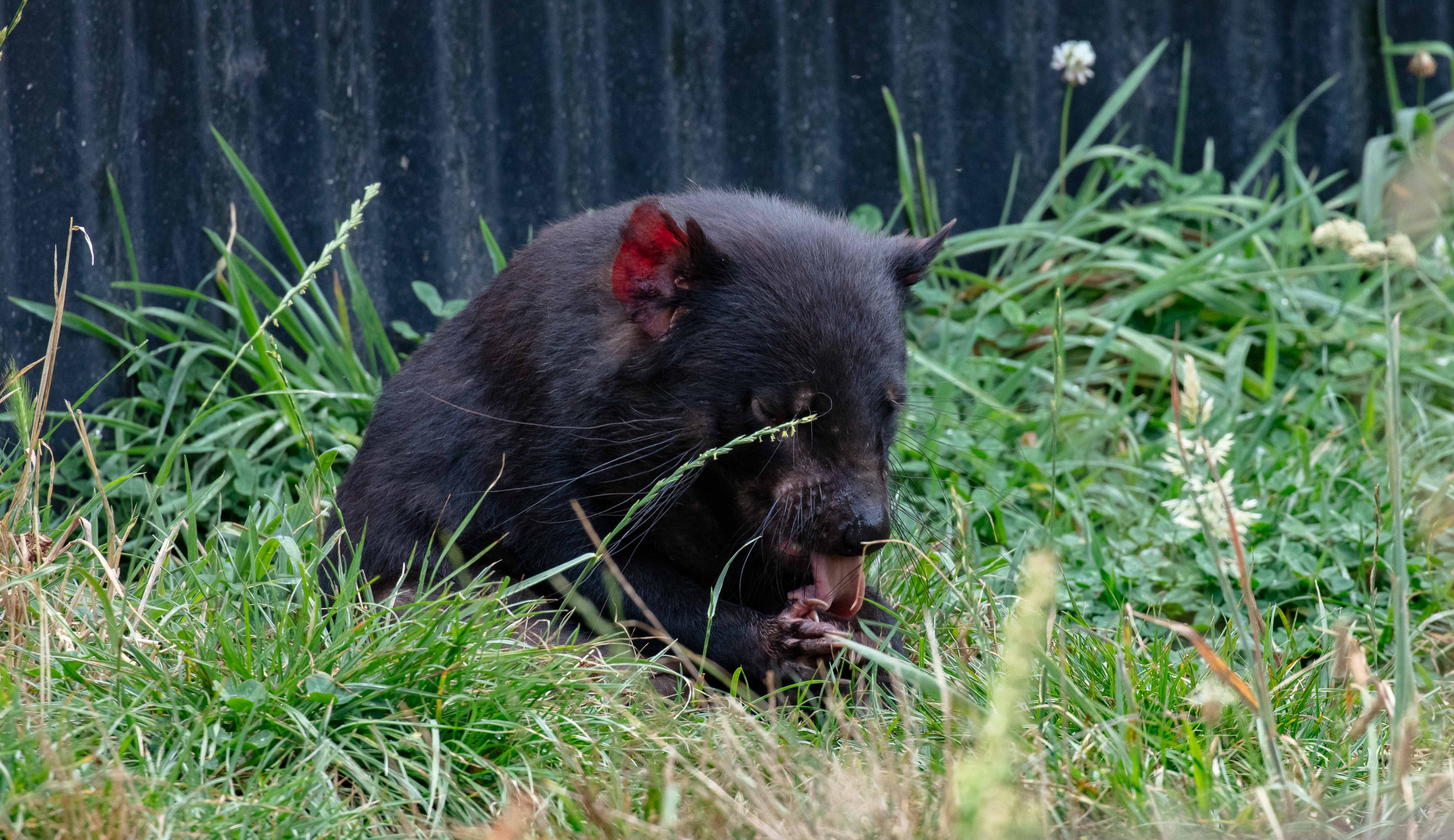 Tasmanian Devil