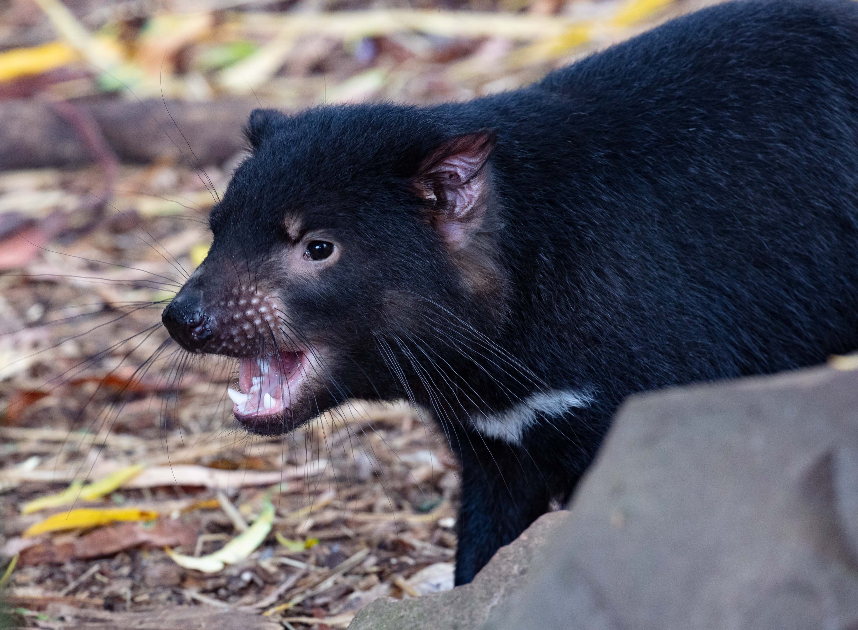 Tasmanian Devil