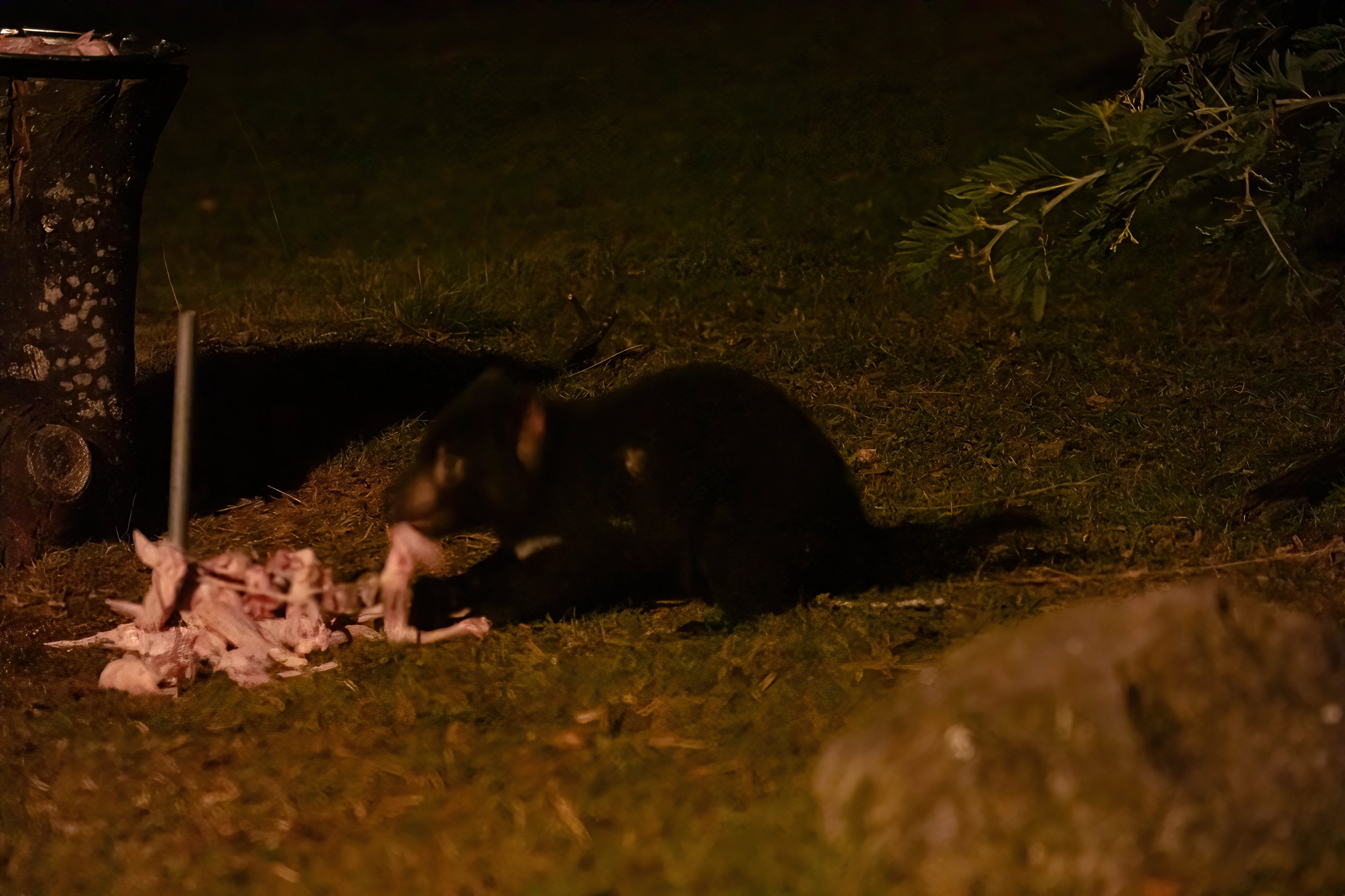 Tasmanian Devil