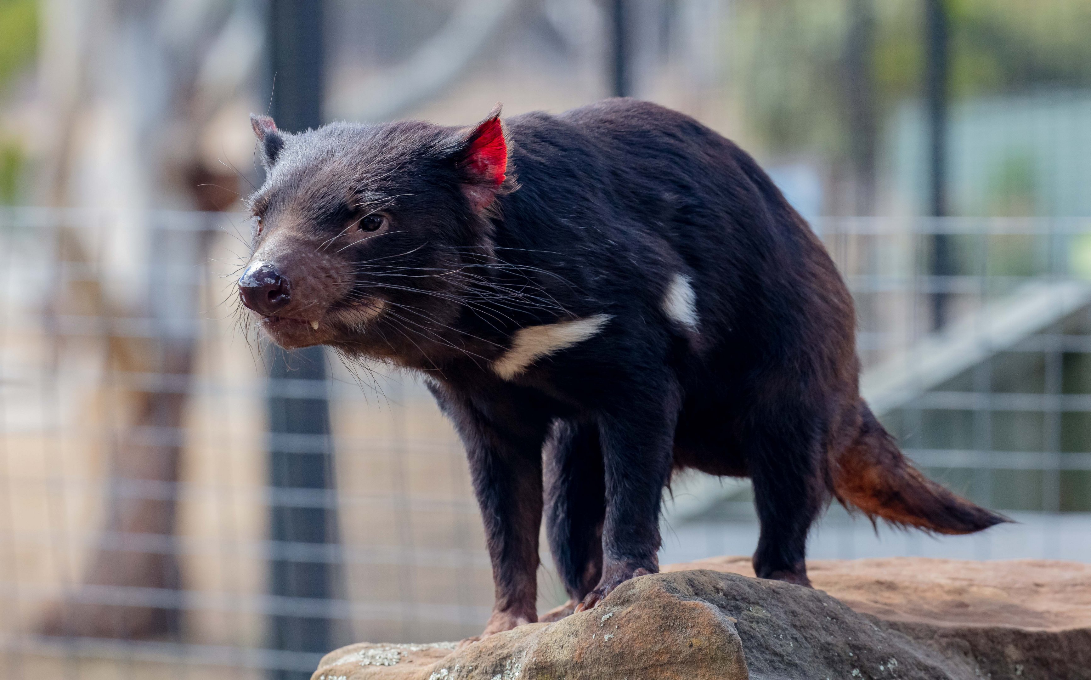 Tasmanian Devil